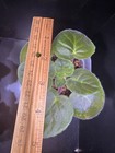 African Violet PLANT SM Tanet's Galaktik — photo 2