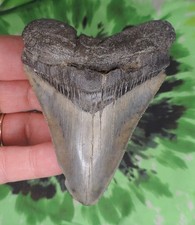 Megalodon Sharks Tooth 3 5/8