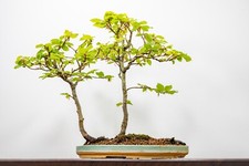 Bonsai- Beech 'Raft Style'  AUTUMN 25 SALE!   28cm Green Ceramic Dish ZT1048