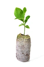 Lemon Tree seedlings - Eureka "Four seasons" (Quatre Saisons) - starter plugs