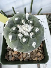 Turbinicarpus Lophophoroides  Large Flowering Size!