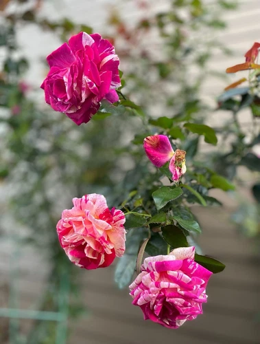 Daring Spirit Hybrid Tea Rose - Thumbnail 2