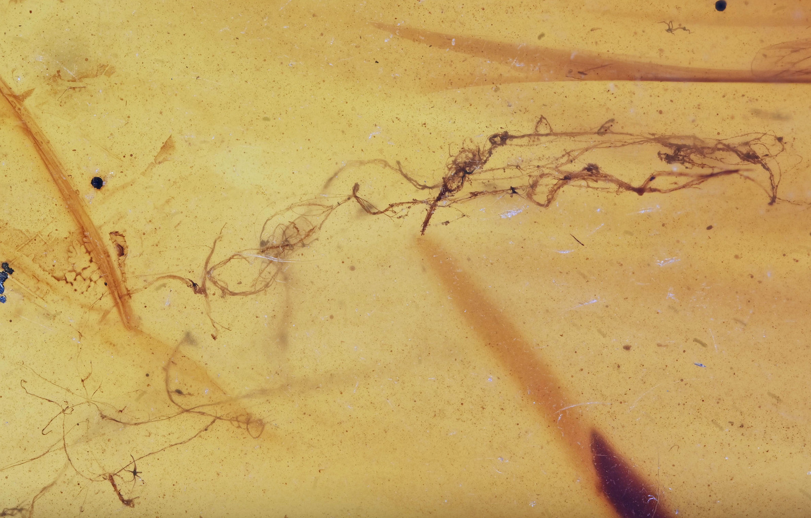 Cobweb Spider Webbing, Fossil insect inclusion in Burmese Amber