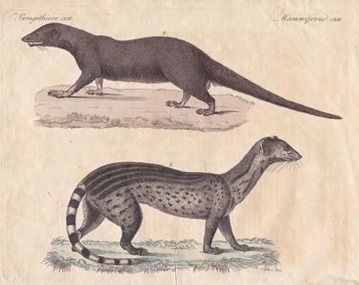 Mangusten mongooses Manguste mongoose Raubtier predator Bertuch 1800