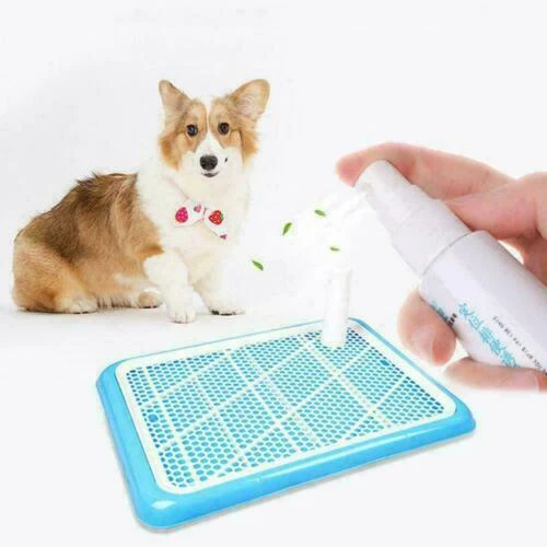 Puppy Agility Training Other Dog Supplies