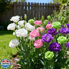 300 Lisianthus Flower Seeds for Planting, Mixed Color Annual Lisianthus Seed...