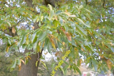 Foto A3 Laub von Castanea sativa Belton\/SK9239 Das sind die Blätter um 2021