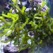 Codium fragile Meerwasser Algen Bakterien Refugium optimal für Lebendgestein
