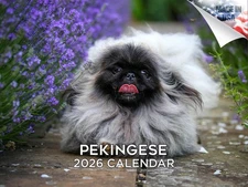 Pekingese Dog Breed Calendar 2026 12x18 Made in USA