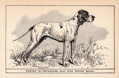 Antique 1900 Pointer Print Ch Devonshire Dan Pointer Art by Moore 6123g