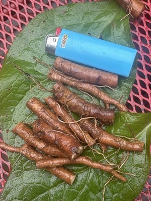Bocking 14 Comfrey Root Cuttings 10 Large Fresh Roots Homestead Garden
