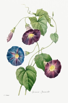 Vintage Botanical Illustration STAR GLORY MORNING 1827 Premium Art Print 17x22''