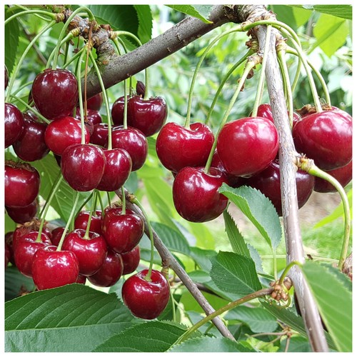 Morello Cherry Tree 3-4ft in 6L Pot, Self-Fertile,Ready to Fruit, Great For Jams - Picture 1 of 2