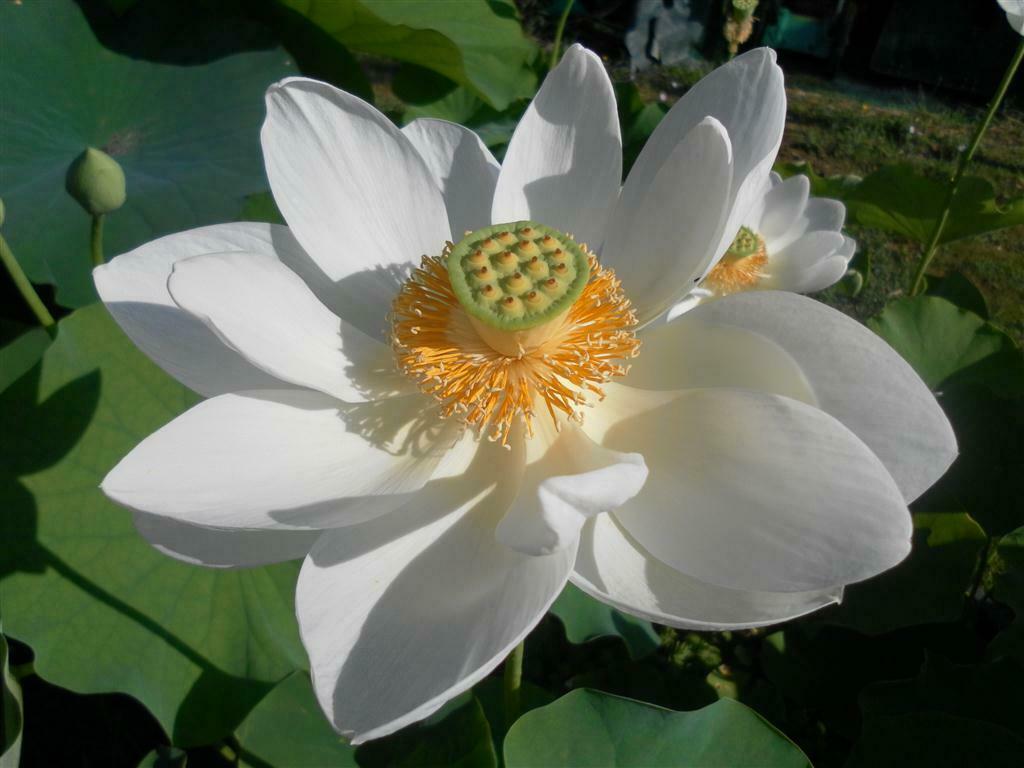 Foto 1 di 2