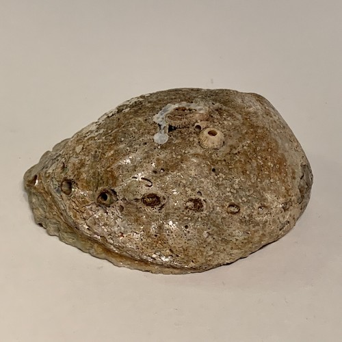 Natural Abalone Mother of Pearl Seashell Haliotis Pacific Ocean 6” - Picture 14 of 14