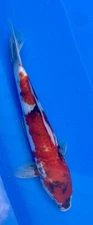 11-inch Showa Koi, Japanese import, Black Swamp Koi Farms