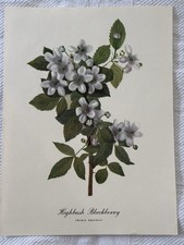 Vintage Highbush Blackberry Botanical Print – Smithsonian Collection