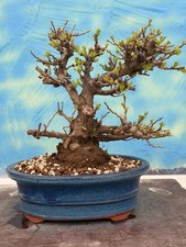 Joe Bonsai Quitte Chojubai Japan Zierquitte Chaenomeles Japonica  Schale Shohin