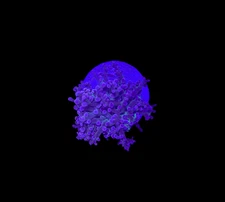WYSIWYG Purple Frogspawn Live LPS Frag Coral Saltwater Reef Aquarium