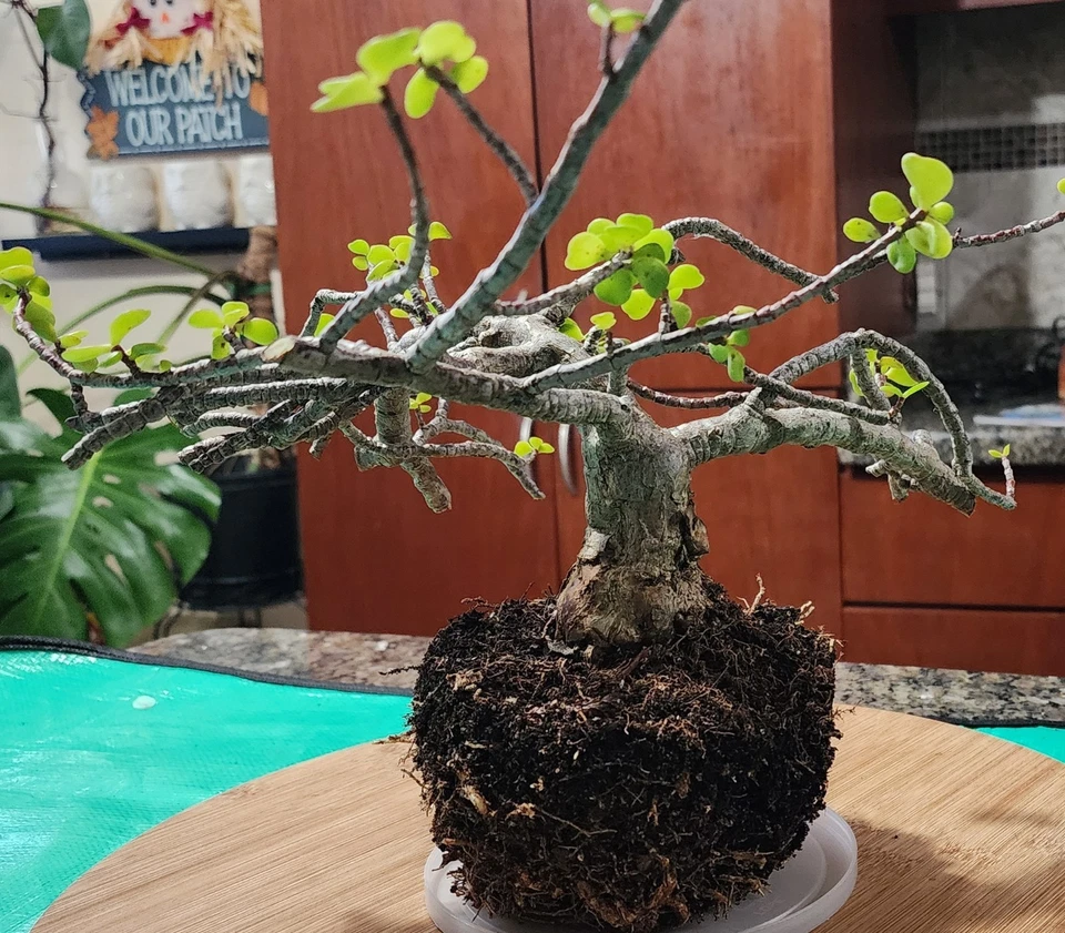 Tree Dwarf Jade  Bonsai Live Portulacaria Afra Live Plant  - Image 3 of 4