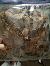 1 gallon Leaf Litter -OAK-frozen 24 hrs to kill insects-pesticide free