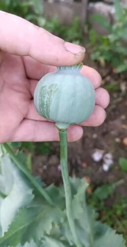 Schlafmohn Papaver somniferum 'Sahir' Medizinische Sorte - Bild 4 von 6