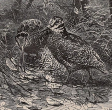 WOODCOCKS - Foraging in Forest Undergrowth 1880 Antique Engraving