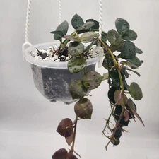 Clear Hanging Pots - 3.5 Inch (10 Pack)