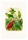 Reichenow Parrots 25 A4 High Quality Art Print