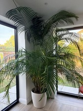 Mature Very Large Lush Areca Palm Plant 2-2.5m Tall Indoor