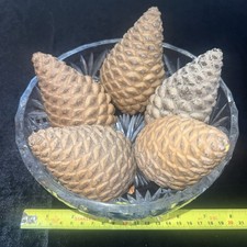 5 large Closed Old Fir Cones 10-12 cm Crafting,Floral Arrangements,Xmas decs VGC