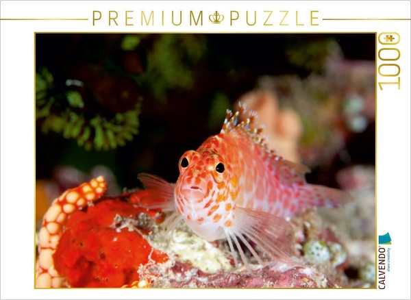 Calvendo Puzzle FischporträT, Malediven 1000 Teile Puzzle Quer | 1000 Teile Lege-image