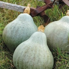 Blue Hubbard Squash Seeds  Heirloom / Non-GMO  Free Shipping  Seed Store 1118