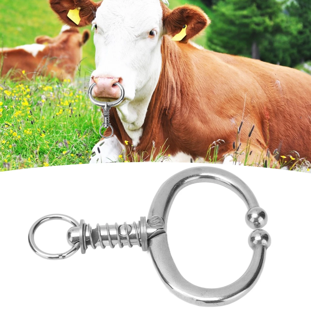 Cattle nose shop ring