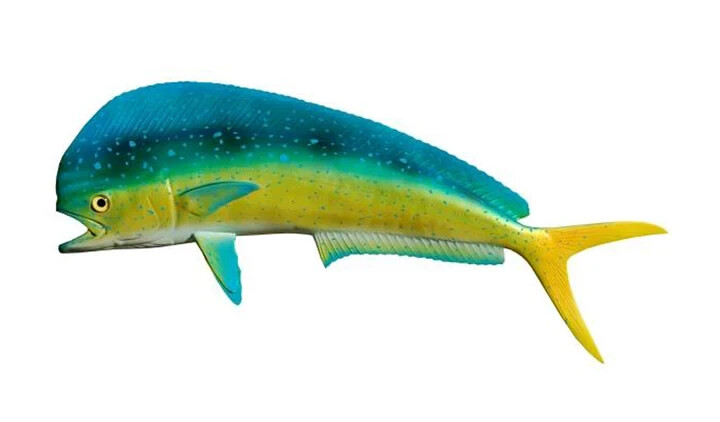 Miniature Mahi Mahi, Dorado, Bull Dolphin, Wall Sculpture, 16
