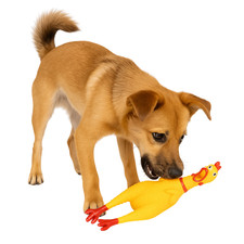 Rubber Chicken Dog Toy