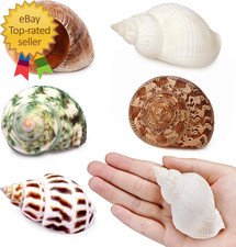 5Pcs Large Hermit Crab Shells Natural Sea Conch Size: 2.3"-3.5" Turbo Seashells