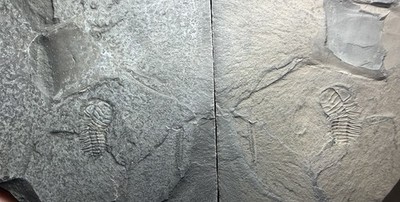 Nice Split Pair Ordovician Trilobite Fossil Triathrus New York!