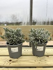 2x Lavender angustifolia Herb Plant in 14cm Pot - Lavandula English Bush- Cheap