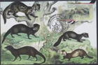 JUDAICA - ISRAEL  #14001 WEASELS & RELATED ATM STAMP on a  MAXIMUM CARD