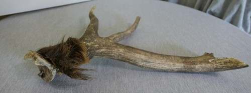 Genuine Whitetail Deer 4Pt Stag Horn Antler Crafts Knife Handle Chew Jewelry 19" - Picture 9 of 9