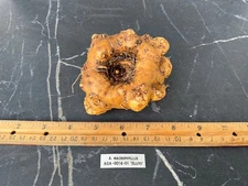 Amorphophallus macrophyllus Bluto AGA 3YO AGA Tuber Rare Plant Aroid Bulb Flower