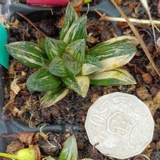  Haworthia Pygmaea " Tiger " VariegatedRare Succulent Plant 