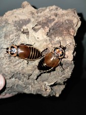 Glowspot roach starter culture 10 