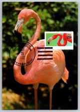 #2707 Flamingo Maxi Card