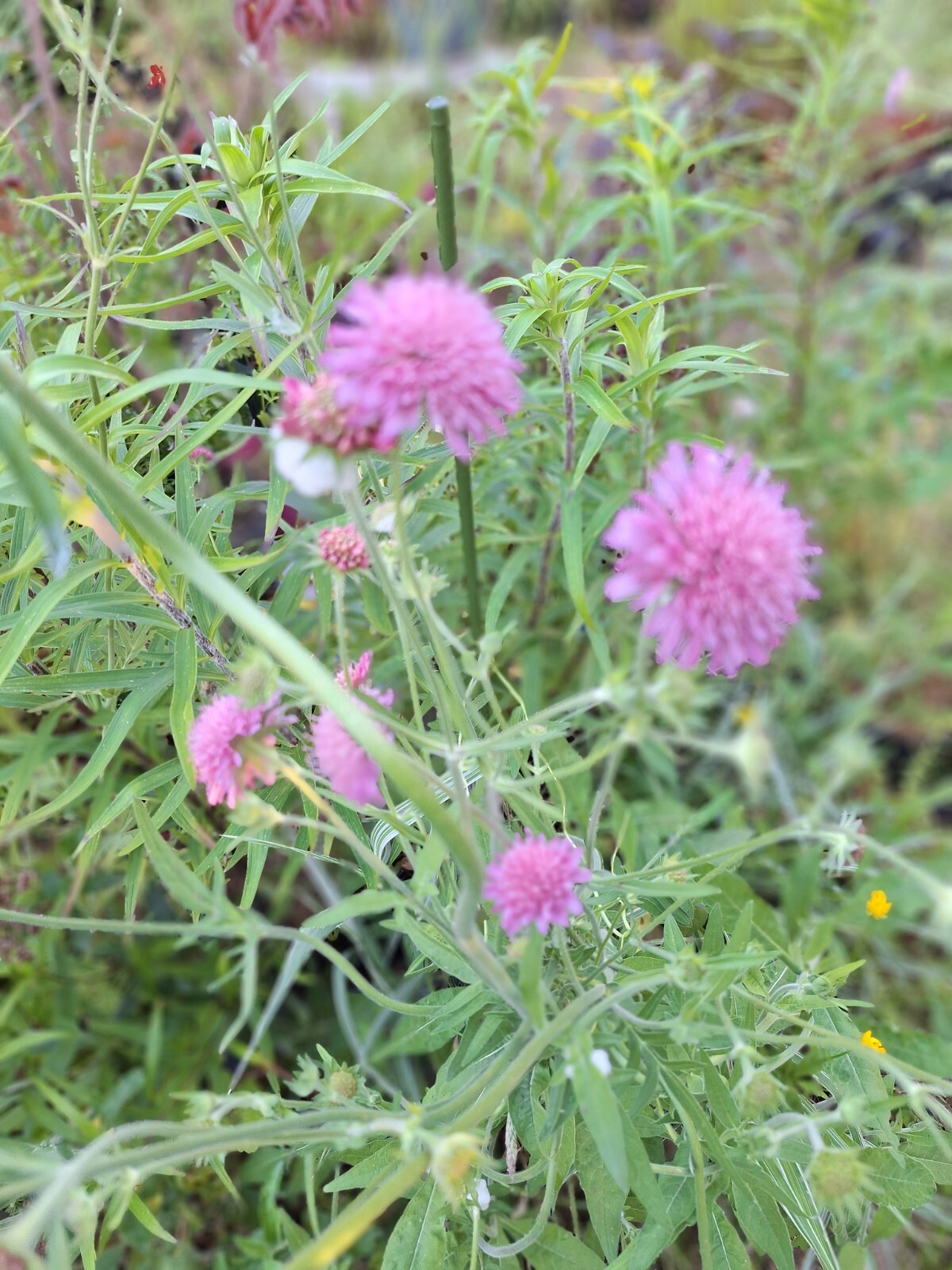 KNAUTIA, MIXED COLORS 100 SEEDS, RED, PINK, LAVENDER, PERENNIAL *EZ TO ...