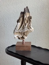 Arkansas Drift Wood Mounted
