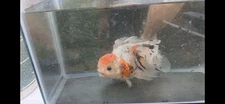 1 live calico oranda  -6 inch quality
