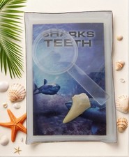 Sharks Tooth With Magnify Glass