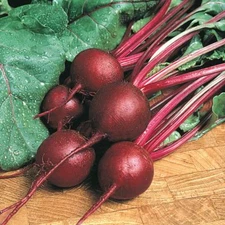 Ruby Queen Beet Seeds, NON-GMO, Mild Buttery Beet, Heirloom, FREE SHIPPING